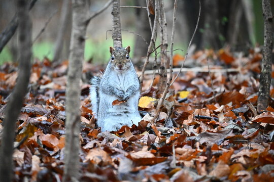 Squirrel in autumn leaves