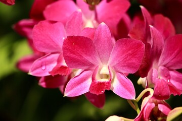 Pink orchid
