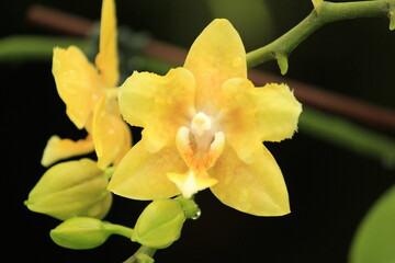 Yellow orchid
