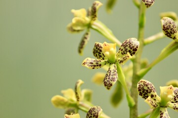 Spotted orchid flower
