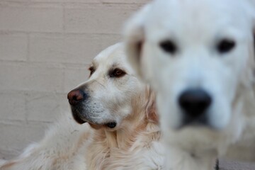 golden retriever portrait