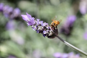 bee on lavender