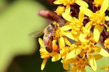 bee on yellow flower