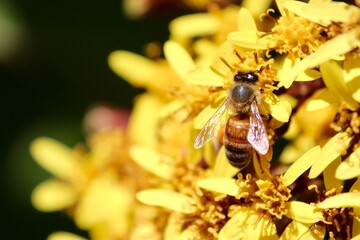 bee on yellow flower