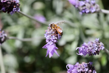 bee on lavender