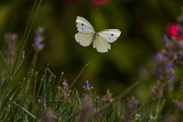 Aufnahme eiens Schmetterlings. dem Kohlweißling, an einer Lavendelblüte.