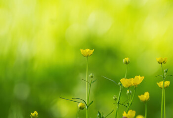 a meadow full of buttercups, yellow buttercups in full bloom, buttercups in green surroundings,...