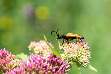A closeup of a Black and Orange Insect, stictoleptura dichroa, on Pink Flowers, showing its...