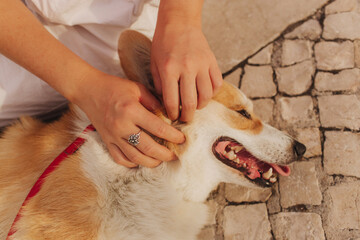 Close-up of a woman hugging a Welsh Corgi in a park on a hot sunny day. The dog looks tired from...