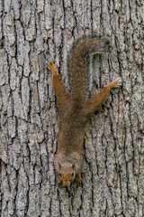 A gray squirrel descends a tree trunk, showcasing its grip and bushy tail against the rough bark