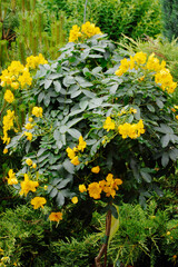 Kassie, Senna pendula
