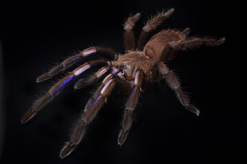 Closeup picture of a female of the electric blue tarantula Chilobrachys natanicharum, a newly...