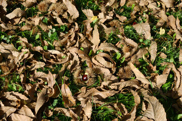 Kastanie,  Edelkastanie,  Castanea sativa