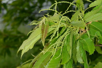 Kastanie,  Edelkastanie,  Castanea sativa