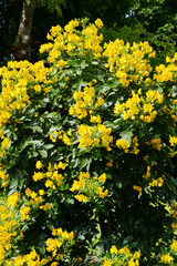 Kassie, Senna pendula