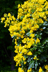 Kassie, Senna pendula