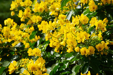 Kassie, Senna pendula