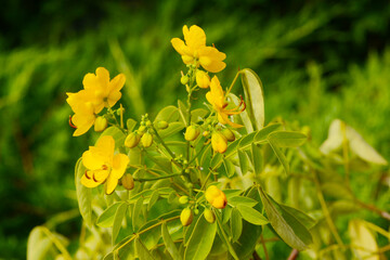 Kassie, Gewürzrinde, Senna corymbosa