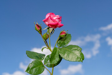 Fototapeta premium Pink rose with water droplets and rosebuds against blue sky with clouds. Outdoor botanical photography. Love and springtime nature concept.