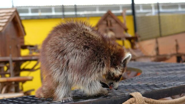 A reddish-brown raccoon perches on a platform with a rope barrier, accepting an orange stick treat from a hand. Wooden birdhouse-like structures are in the background at the Zoo