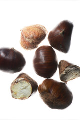 Kastanie,  Edelkastanie,  Castanea sativa