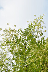 Amur-Korkbaum,  Phellodendron amurense