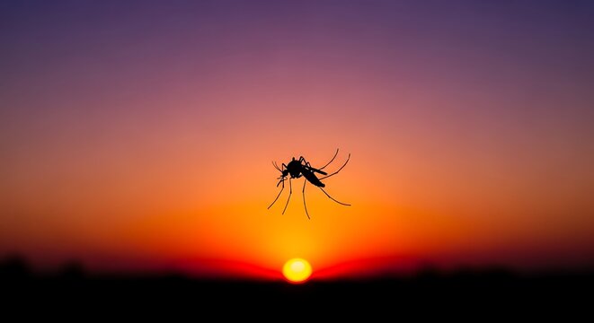 Mosquito at Sunset Hour