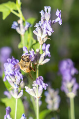 Bee collecting nectar from purple lavender flower. Macro photography of insect on blooming plant. Pollination and gardening concept. Design for postcard, poster, wallpaper, banner. Macro shot