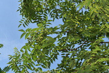 Amur-Korkbaum,  Phellodendron amurense