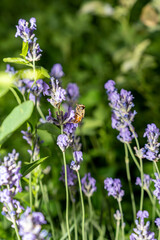 Bee collecting nectar from purple lavender flower. Macro photography of insect on blooming plant. Pollination and gardening concept. Design for postcard, poster, wallpaper, banner. Macro shot