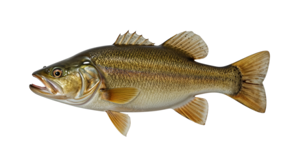 Largemouth Bass Fish