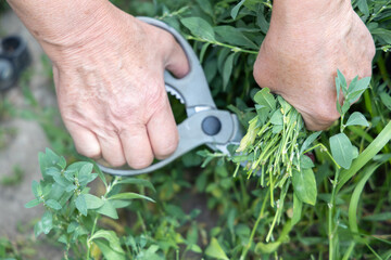 Close-up of hands gently trimming green grass with scissors, reflecting mindful gardening, eco...