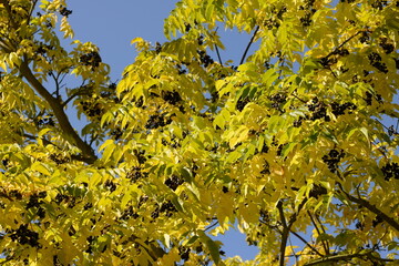 Amur-Korkbaum,  Phellodendron amurense