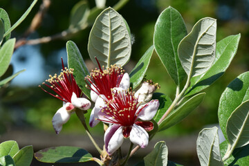Brasilianische Guave, Acca sellowiana