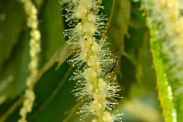 Kastanie,  Edelkastanie,  Castanea sativa