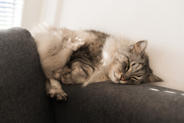 close up grey fluffy sleeping cat
