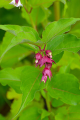 Karamellstrauch, Himalaya-Gei&szlig;blatt,  Leycesteria formosa