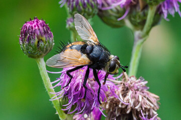 This image shows a busy bee closeup on vibrant purple flowers in a stunning natural setting
