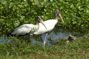stork in the grass