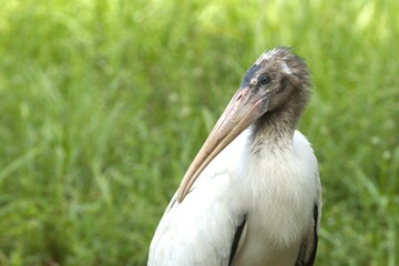 stork  on the grass
