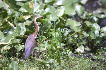 great blue heron