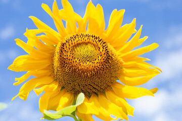 Bright yellow sunflower reaching for blue sky with clouds on summer sunny day