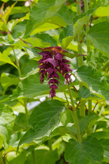 Karamellstrauch, Himalaya-Gei&szlig;blatt,  Leycesteria formosa