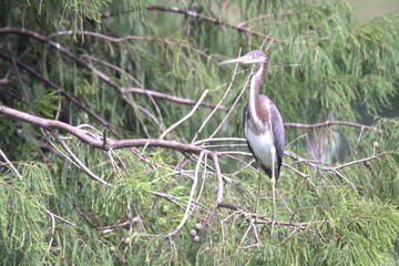 great blue heron