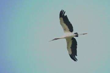 great stork flying