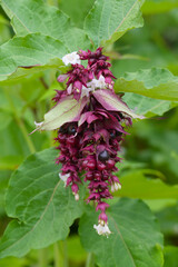 Karamellstrauch, Himalaya-Gei&szlig;blatt,  Leycesteria formosa