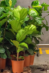 Fiddle-leaf fig saplings in nursery pots