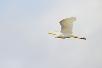 heron in flight