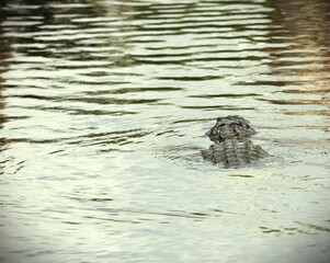 alligator in the water