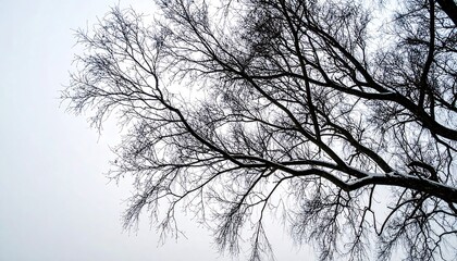 Obraz premium Bare Tree Branches Against Pale Gray Sky Winter Mood